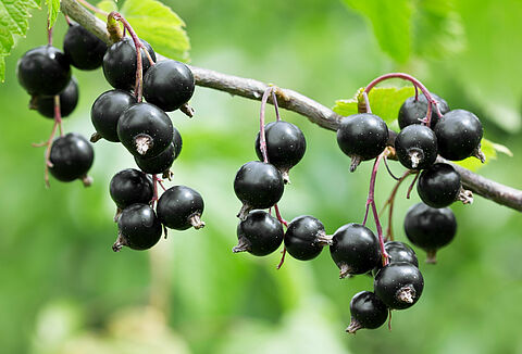 Ribes nero