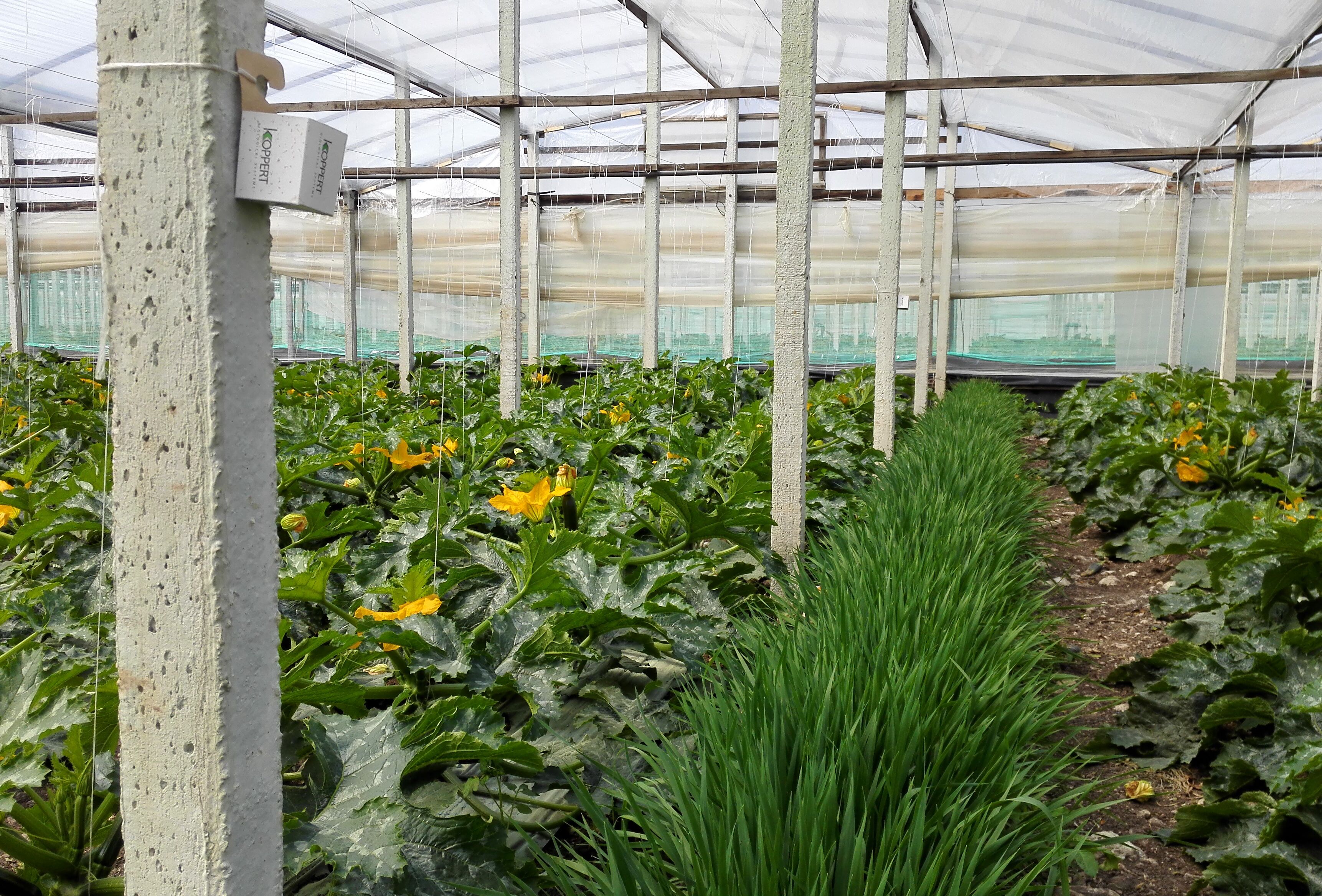 Controllo degli afidi con l'utilizzo di banker plant e aphiscout