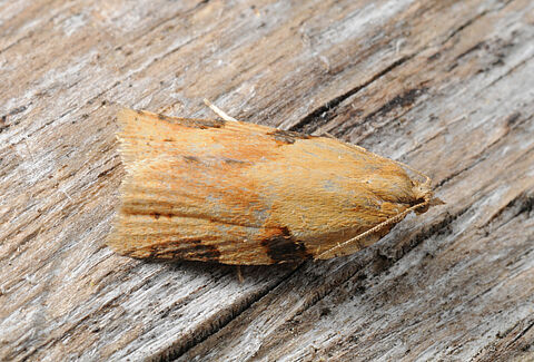 Tortricide del ciclamino