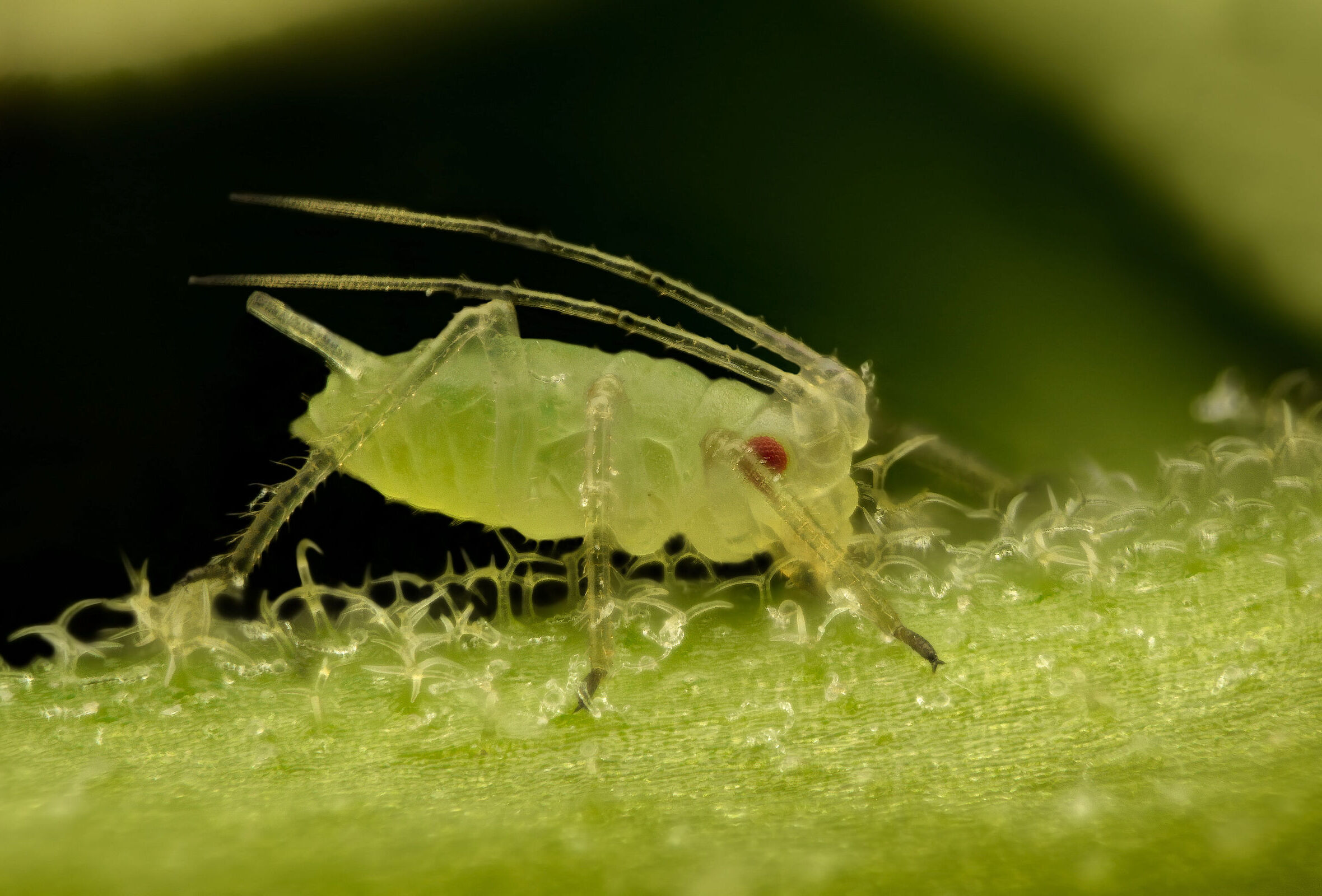 Controllare gli afidi sfruttando la natura