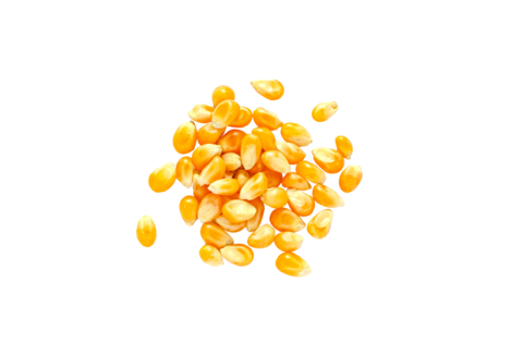 Trattamento biologico delle sementi