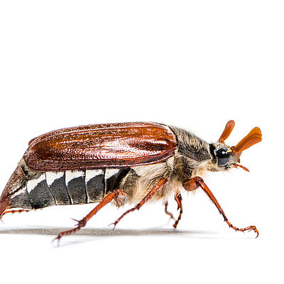 Adult beetle of the Summer chafer Amphimallon sostitialis