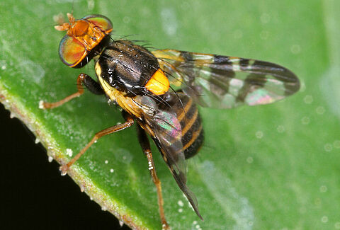 Mosca delle ciliegie