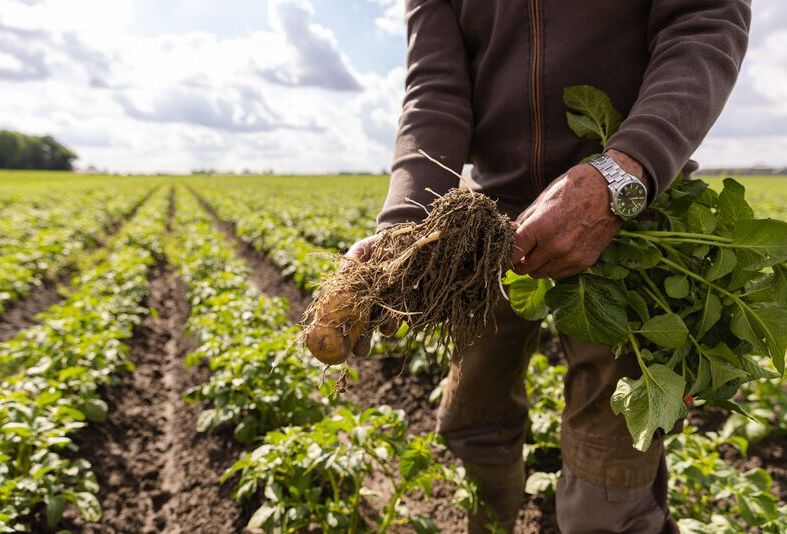 Biocontrollo efficace su patata