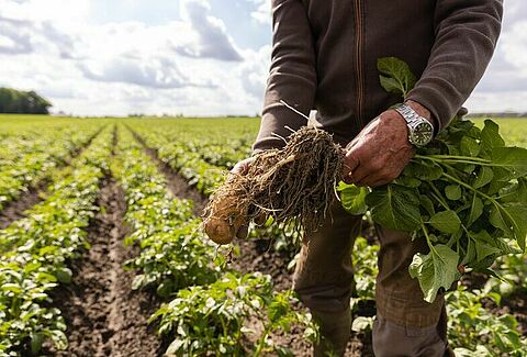 Biocontrollo efficace su patata