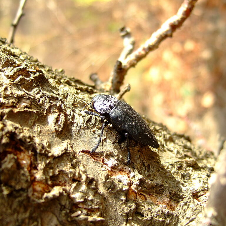 Capnodis tenebrionis Adult Beetle