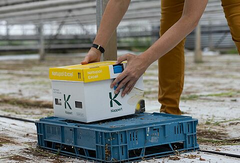 Posizionamento ottimale degli alveari per bombi