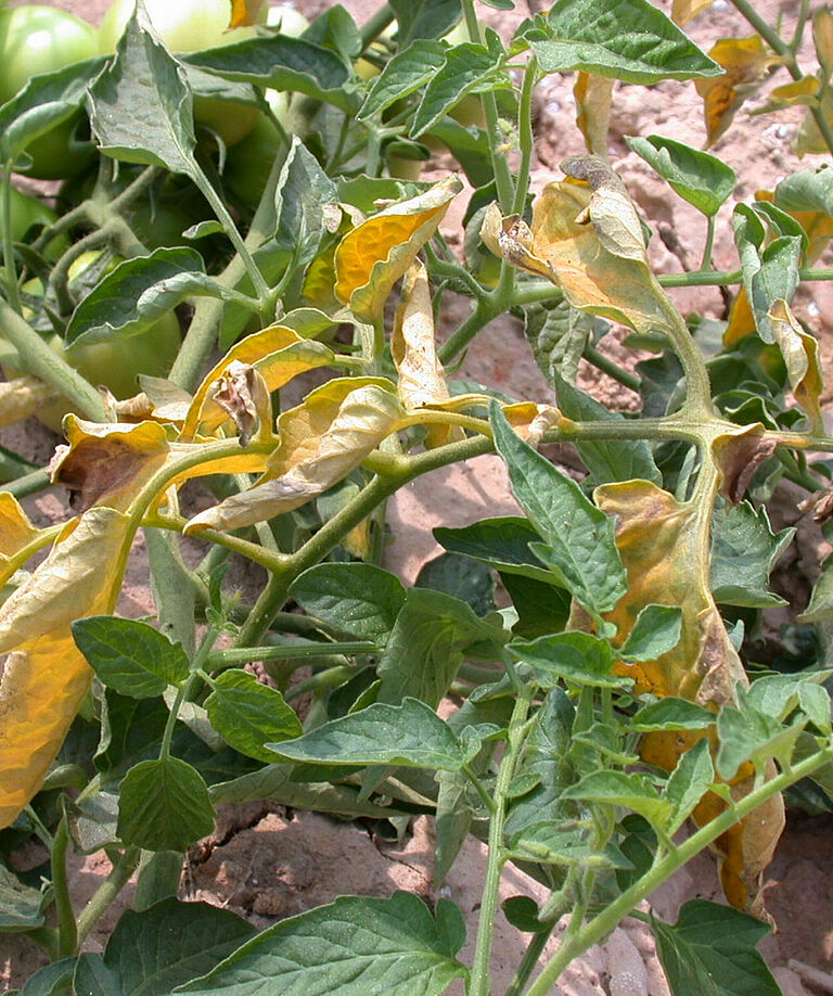 Basal rot Fusarium oxysporum on Tomato