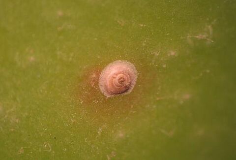 Cocciniglia di San José