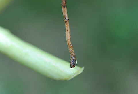 Marciume radicale delle Cucurbitacee