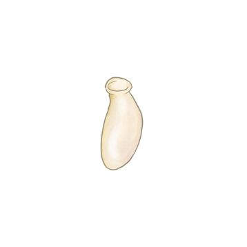 Uovo di Orius laevigatus