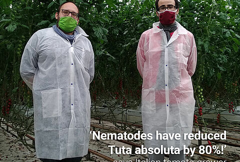 I Nematodi riducono in modo significativo le larve di Tuta