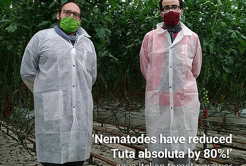 I Nematodi riducono in modo significativo le larve di Tuta