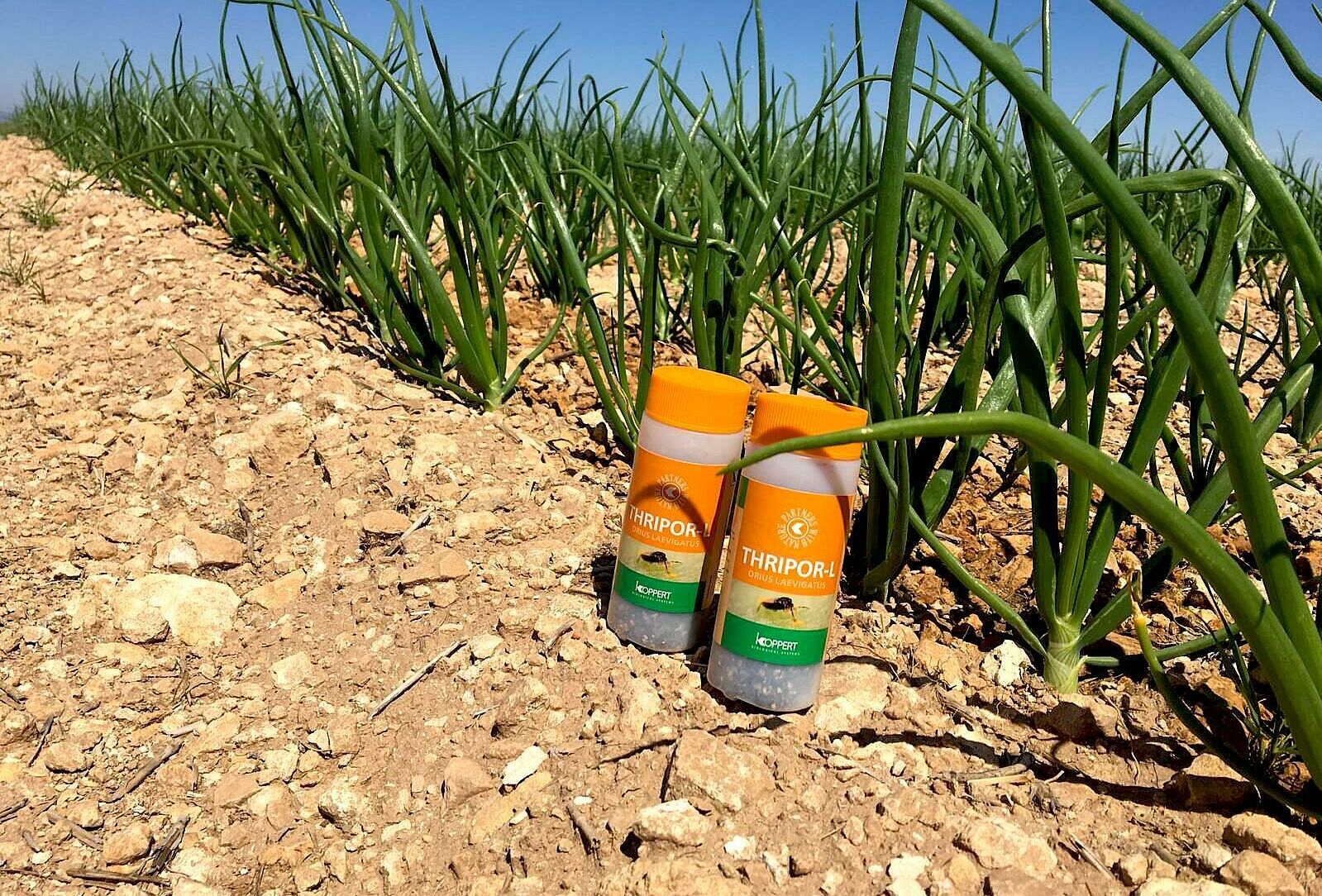 Insetti utili e nematodi per il controllo dei parassiti della cipolla