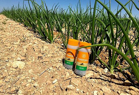 Insetti utili e nematodi per il controllo dei parassiti della cipolla