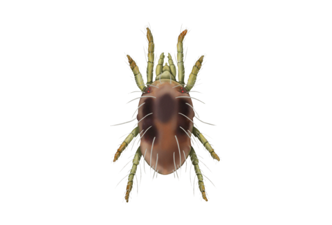 Ragnetti rossi e altri acari