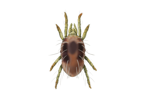 Ragnetti rossi e altri acari