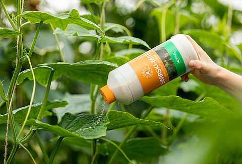 Amblyseius swirskii: un punto di riferimento nella lotta biologica