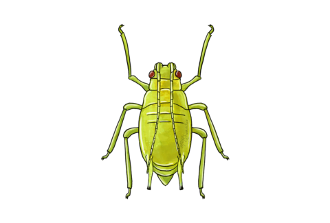 Afidi