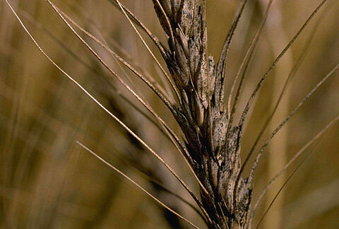 Fusariosi della spiga o scabbia del grano