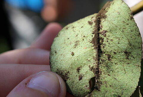 Psilla comune del pero