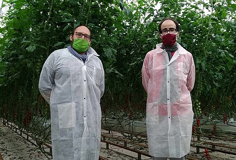 Nematodi per il controllo efficace della Tuta