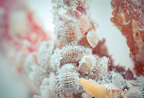 Cocciniglia cotonosa degli agrumi