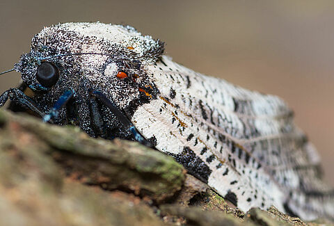 Falena leopardo