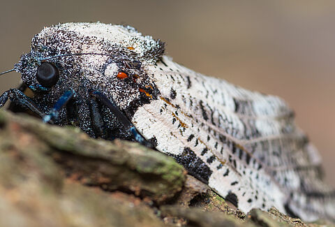 Falena leopardo