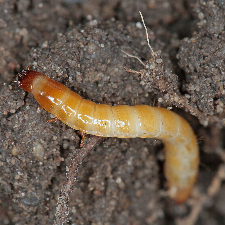 Wireworms - Larvae of Agriotes a species of beetle from the family of Elateridae. It is commonly known as the lined click beetle