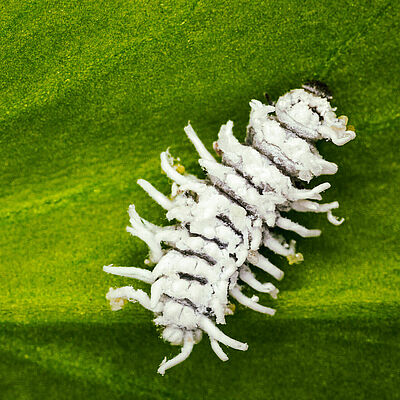 Crypolaemus montrouzeri stadio pupale