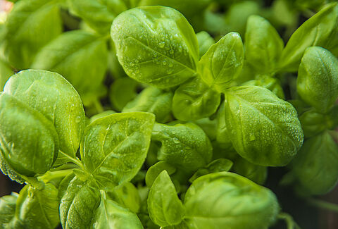 Erbe aromatiche