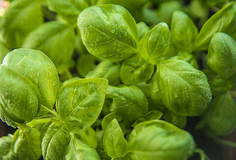 Erbe aromatiche
