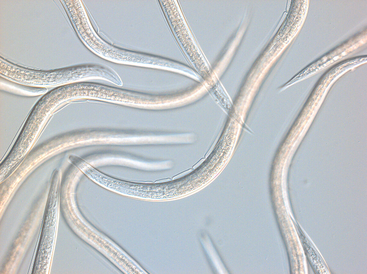 Panoramica sui parassiti delle piante - Biocontrollo, danni e ciclo di vita