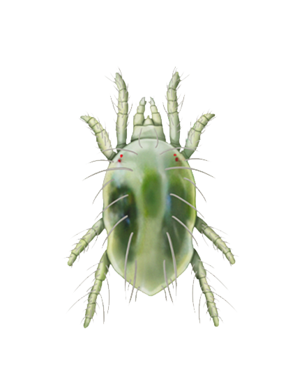 Tetranychus urticae deutonymph