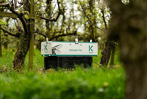 Consigli per l'impollinazione delle colture all'aperto