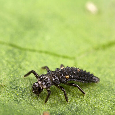 Adalia bipunctata stadio larvale