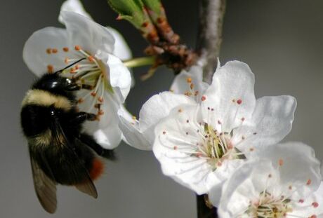Primavera: aiutiamo l'impollinazione con tripol!