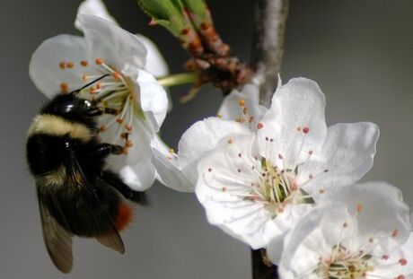 Primavera: aiutiamo l'impollinazione con tripol!