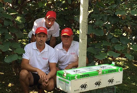 Tripol: la soluzione ideale per l'impollinazione del kiwi