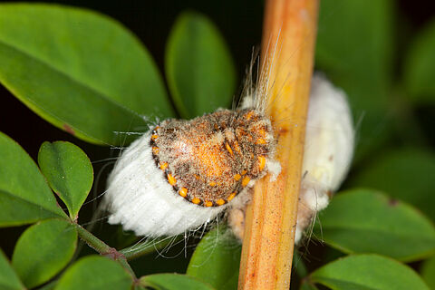Cocciniglia cotonosa solcata