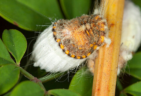 Cocciniglia cotonosa solcata