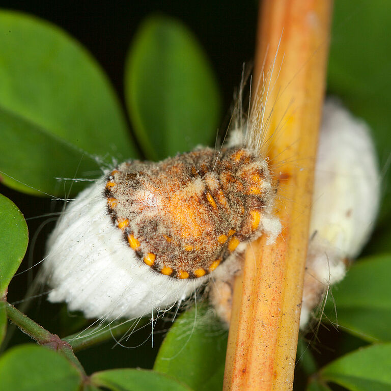 Cottony cushion scale Icerya purchasi