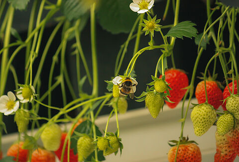 Informazioni sui bombi