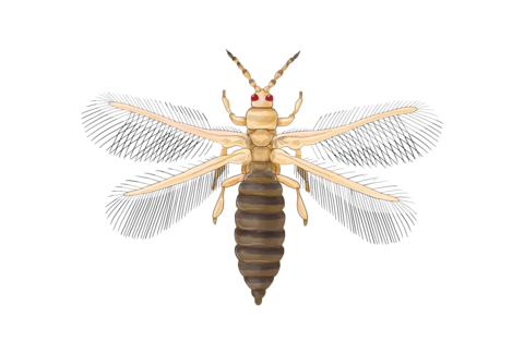 Tripidi