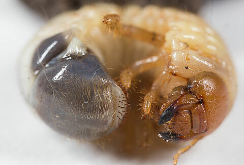 Maggiolino degli orti