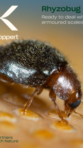 Rhyzobug Brochure 
