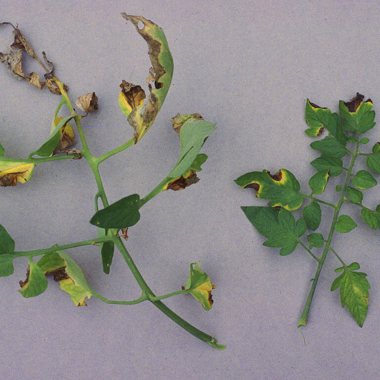 Bacterial canker of tomato Clavibacter michiganensis leaf damage