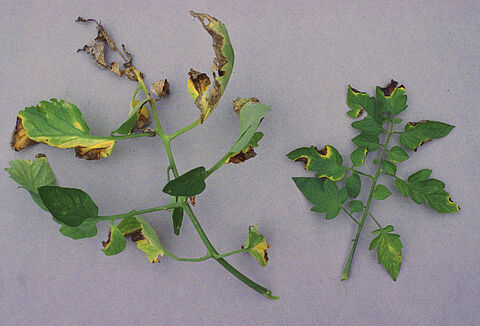 Cancro batterico del pomodoro