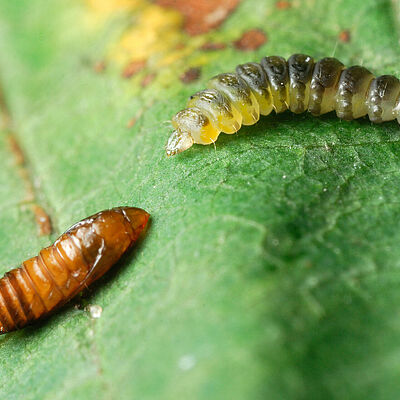 Horsechestnut leafminer Cameraria ohridella Pupal and Larval stage